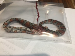 Lampropeltis gentilis