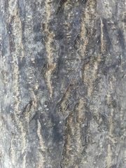 Albizia julibrissin