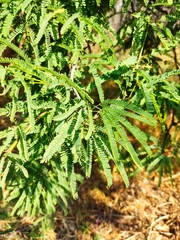 Magnoliopsida