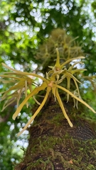 Polyalthia