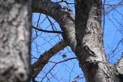 Vireo solitarius