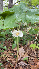 Podophyllum peltatum