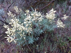 Astragalus eremiticus