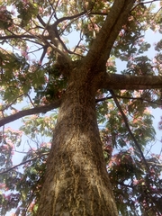Albizia julibrissin