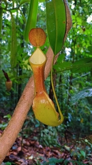 Nepenthes reinwardtiana