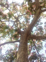 Albizia julibrissin
