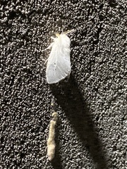 Lepidoptera