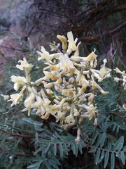 Astragalus eremiticus