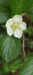Crataegus uniflora