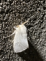 Lepidoptera
