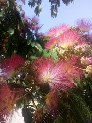 Albizia julibrissin