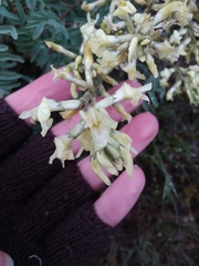 Astragalus eremiticus