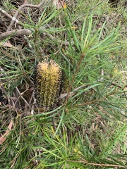 Banksia cunninghamii