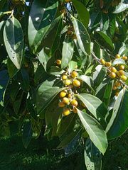 Diospyros fasciculosa