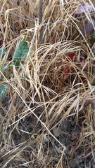 Bromus catharticus catharticus
