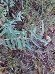 Astragalus eremiticus