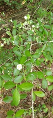 Crataegus uniflora