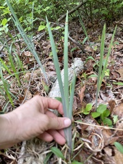 Iris verna