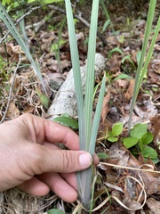 Iris verna