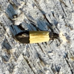 Anacampsis coverdalella