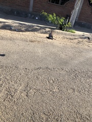 Columba livia