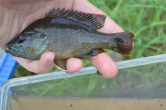 Lepomis cyanellus