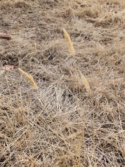Calamagrostis epigejos
