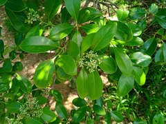 Santalum austrocaledonicum