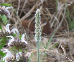 Plantago helleri