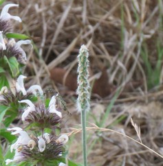 Plantago helleri