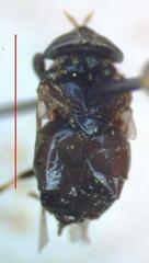 Lepiselaga