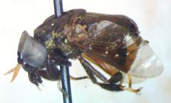Lepiselaga