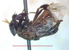 Lepiselaga