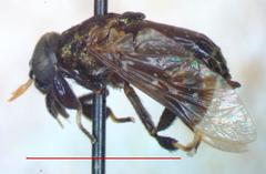 Lepiselaga