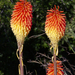 Greater Red-hot Poker - Photo (c) Claudi Cervelló, some rights reserved (CC BY-NC-SA)