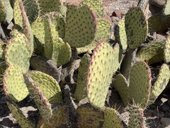 Opuntia comonduensis