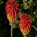 Garden Red Hot Poker - Photo (c) Claudi Cervelló, some rights reserved (CC BY-NC-SA)