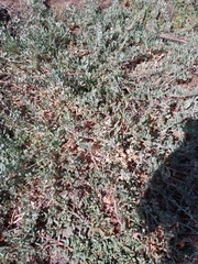 Atriplex barclayana