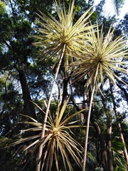 Cordyline