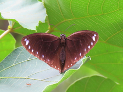 Euploea sylvester