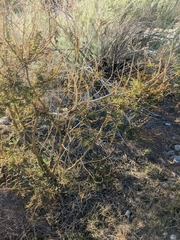 Erythrostemon gilliesii