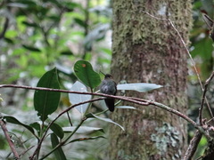 Haplophaedia aureliae