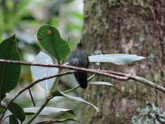 Haplophaedia aureliae