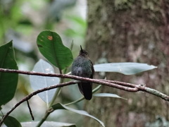 Haplophaedia aureliae