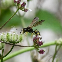 Gorytes