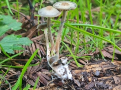 Psilocybe