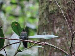 Haplophaedia aureliae