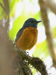 Forest Rock-Thrush photo 2