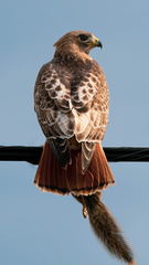 Buteo jamaicensis