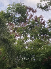 Albizia procera